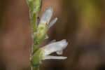 Texas lady's tresses